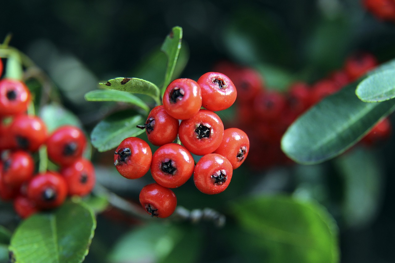 西漢姆搶在尤文前簽下23歲後衛托迪博，官方宣布強制買斷費4000萬歐.